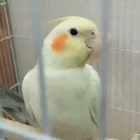 عروس هلندی|پرنده|ری, شهرک نظامی|دیوار