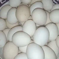 تخم مرغ محلی