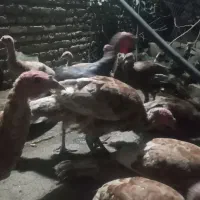 بوقلمون چهار ماه نیم|حیوانات مزرعه|ساری, |دیوار