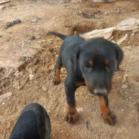 توله دوبرمن ماده|سگ|دزفول, |دیوار