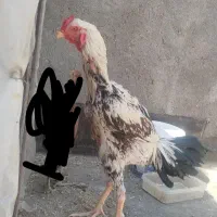 خروس لاری اصیل