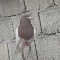 سپع نر و کلفه ماده گرفتنی،