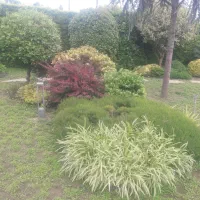 خدمات باغبانی و چیدن میوه روی درخت