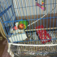 طوطی برزیلی اهلی|پرنده|خوی, |دیوار