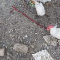 با سلام ۳عدد مرغ سفید با یک خروس سفیددونه ای ۵۰۰