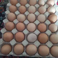 تخم مرغ محلی