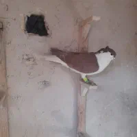 چند صید بمب بلند