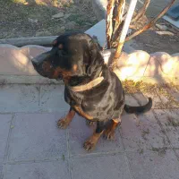 سگ نگهبان|سگ|شهریار, دهشاد پائین|دیوار