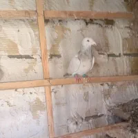 سرورنر|پرنده|چناران, |دیوار