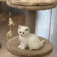 بچه گربه بریتیش