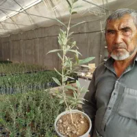 نهال زیتون، اکالیپتوس، انجیر و انار، و خرزهره