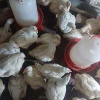 خدمات کسب‌و‌کار