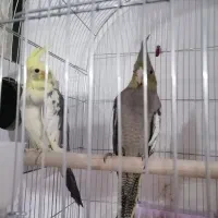 چندعدد عروس هلندی