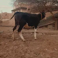 گاو گوساله|حیوانات مزرعه|دهگلان, |دیوار