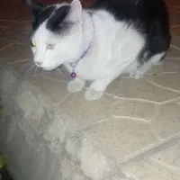 گمشده