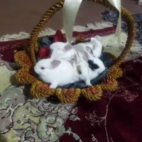 بچه خرگوش