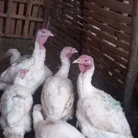 بوقلمون|حیوانات مزرعه|دهگلان, |دیوار