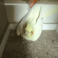 عروس هلندی|پرنده|تبریز, |دیوار