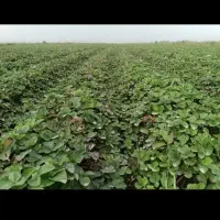 نهال توت فرنگی