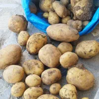 سیب زمینی|حراج|نهاوند, |دیوار