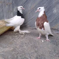 کبوتر طوقی جوجه فروشی|پرنده|بابل, |دیوار