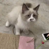 گربه ی رگدال