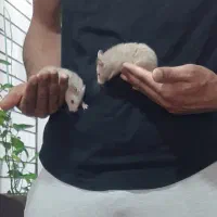 همستر و خرگوش