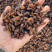 کشمش آفتابی بیدانه|خوردنی و آشامیدنی|قم, میرزائیه|دیوار