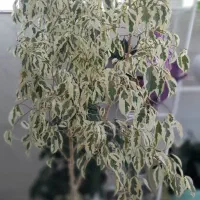 بنجامین ابلق به علت کم بود جافروخته میشود