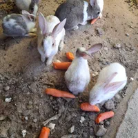 خرگوش های خونگی قشنگ و دوست داشتنی