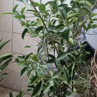 گل و گیاه