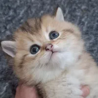 بریتیش و اسکاتیش