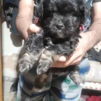 یک قلاده اشمیتز هواهوا وتوله اش مشکی سینه سفید|سگ|شیراز, شهرک سراج|دیوار