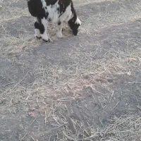 برهنر