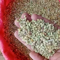 بذر اسپرس (خشه یونجه)