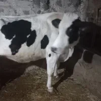 گاو شیری هلشتان