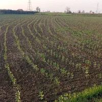 مزرعه باقالی ، ۱ هکتار ، کاشت ردیفی|خوردنی و آشامیدنی|امامزاده عبدالله, |دیوار