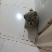 سگ پامر خرسی 2 ماهه|سگ|تهران, فلاح|دیوار