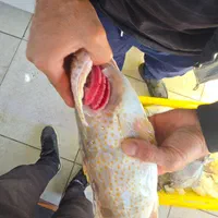 ماهی چنگو دم زرد و میگو|خوردنی و آشامیدنی|شیراز, تندگویان|دیوار