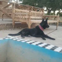 ژرمن بلک ورک