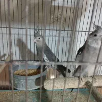 عروس هلندی وایت فیس