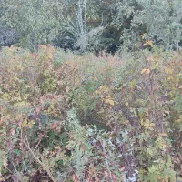 ریشه گل محمدی رایگان