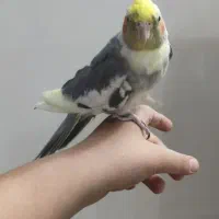 یک جفت عروس هلندی|پرنده|تهران, شهرک صادقیه|دیوار