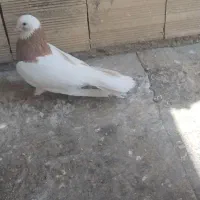 یک جفت طوقی