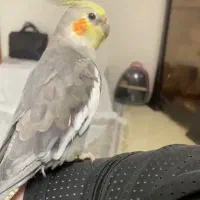 پرنده،عروس هلندی گمشده منطقه پیروزی