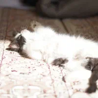 واگذاری گربه