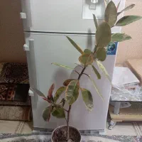 گل طبیعی|گل و گیاه طبیعی|ارومیه, |دیوار