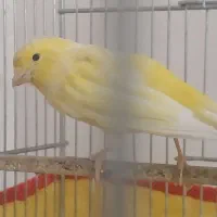 قناری ماده