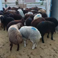 گوسفندزنده همراه باقصاب