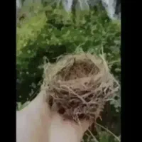 قناری